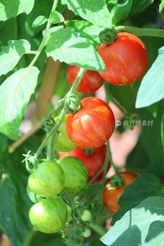 “红虎”番茄在藤上的图像/“老虎”番茄植株